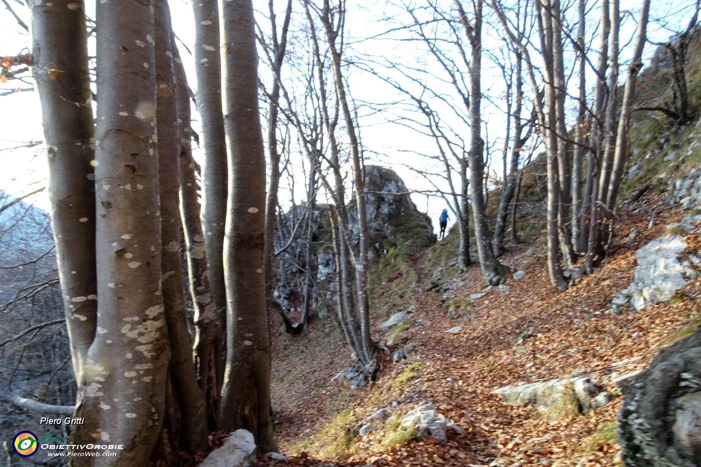 89 Nel bosco di prevalente faggeta.JPG